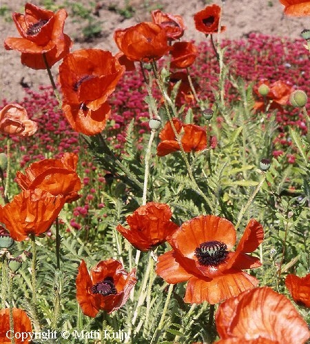 Papaver Orientale-Ryhm 'Brillant'